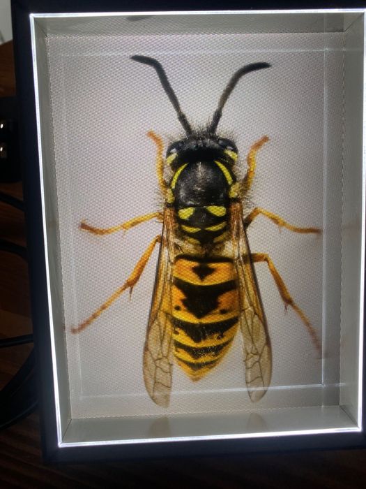 Looking Glass Portrait (голографічна рамка дисплей)