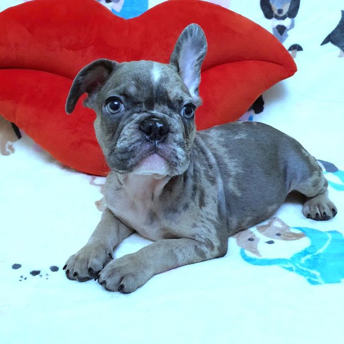 Мерле дівчинка красуня