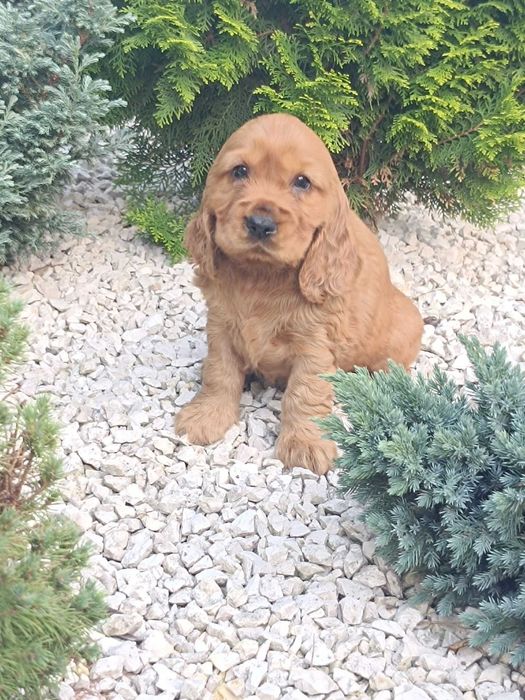 Cocker Spaniel - Gotowy Do Odbioru (Metryka,Szczepienia,Odrobaczone)