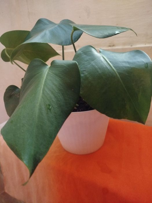 Planta Monstera Deliciosa (Costela-de-Adão) – 40 cm de Altura