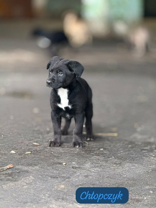 Maluszek  do   oddania