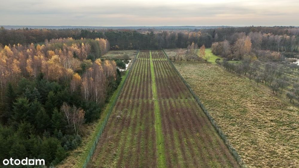 Działka inwestycyjna - uprawa borówek k.Kalisza