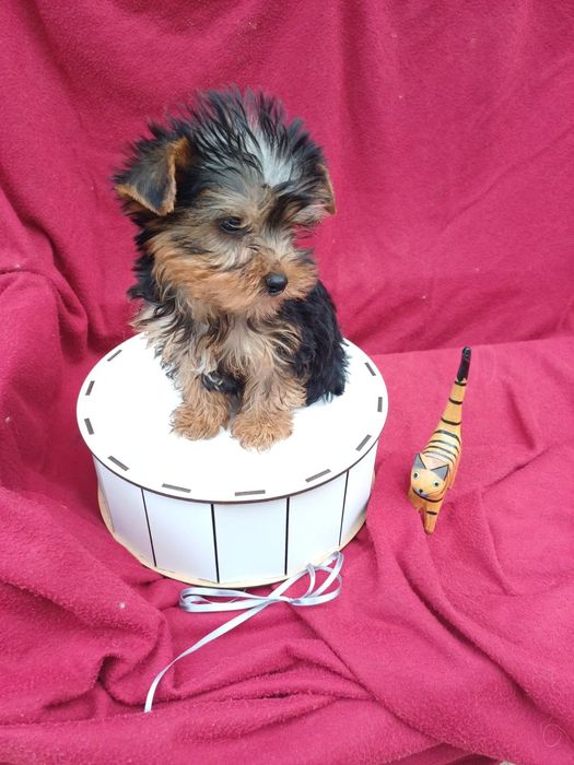 Дуже  -дуже-класні хлопчик і дівчатка-йорчики.