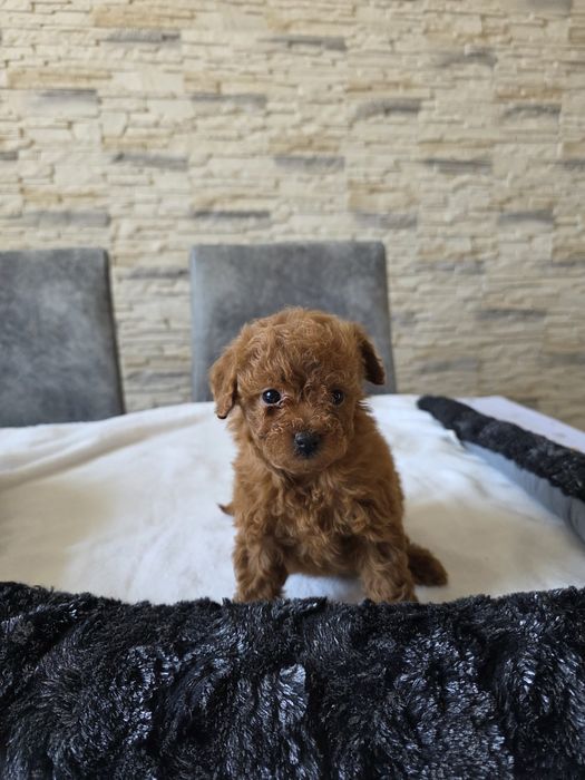 Maltipoo śliczna suczka