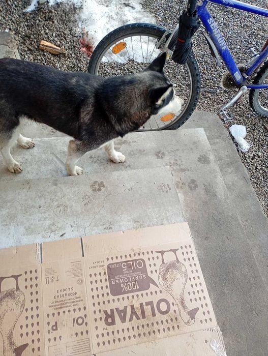 Шукаемо нових власників для Хаскі