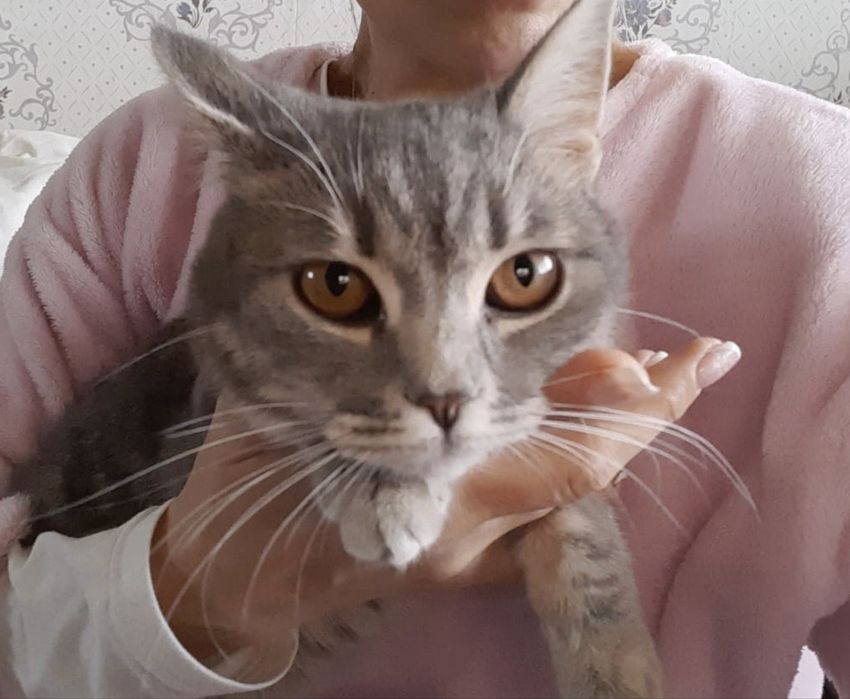 Котенята в добрі руки