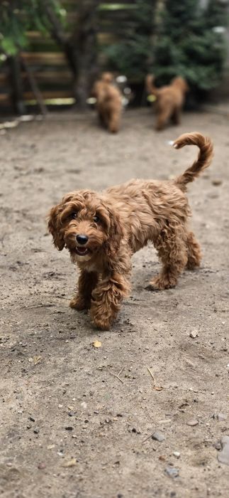 Cockapoo/ dziewczynka