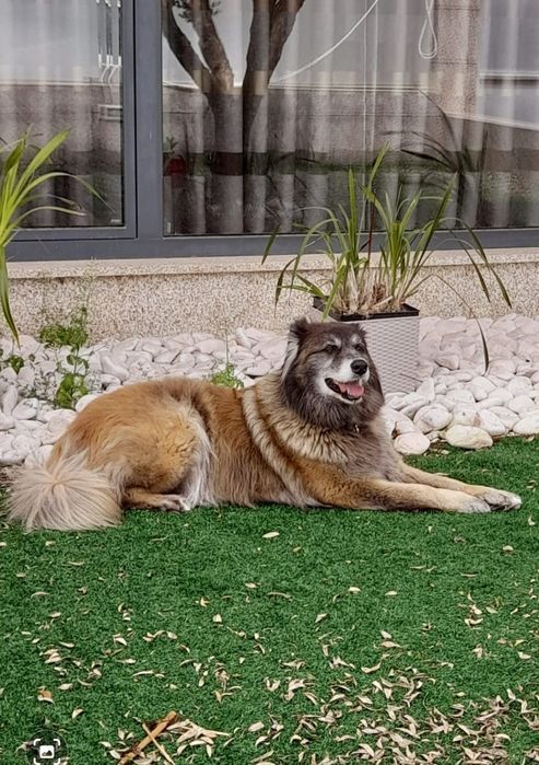 Kiara para adoção