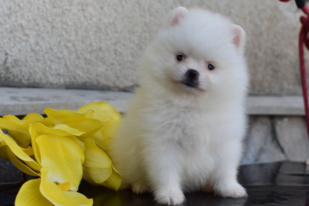 Біла дівчинка