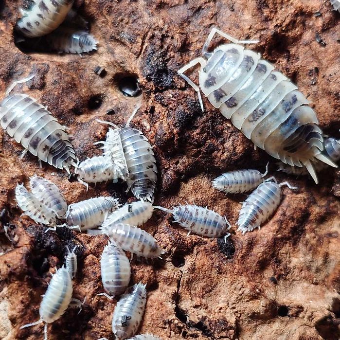 Porcellio laevis "Dairy Cow", isopody, 10 szt.