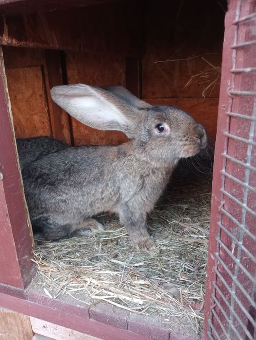 Samiczki belgijski olbrzym