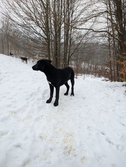 Mam do oddania Suczkei