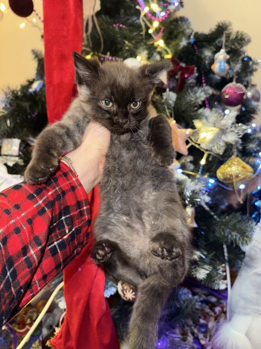 Відам котики в добрі руки