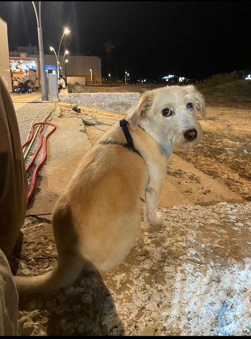 Cão para adoção