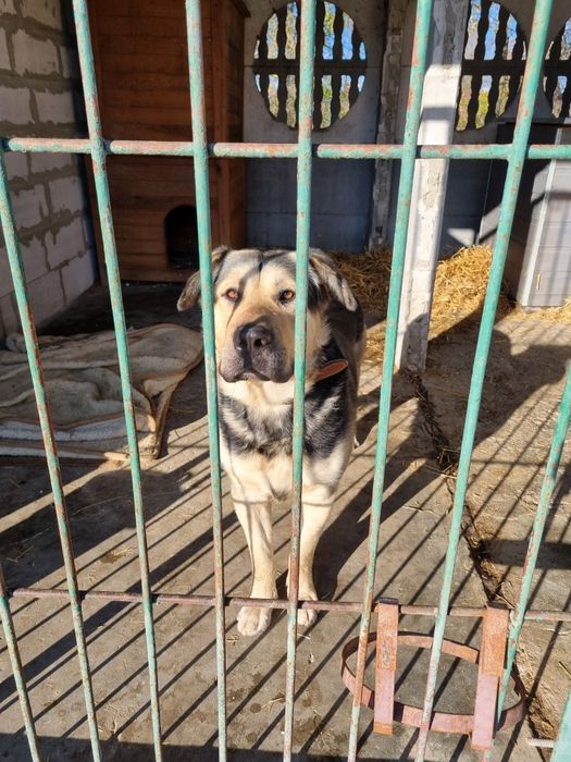 Borys - właściciel zmarł, a Borys tęskni! Cudowny psiak do adopcji
