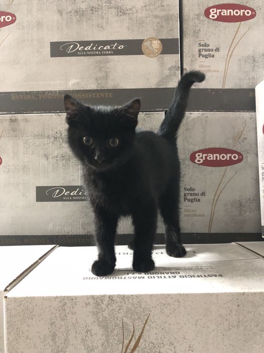 Віддам котиків у добрі руки