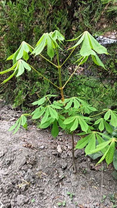 Kasztanowiec 3szt.120, 80, 70cm