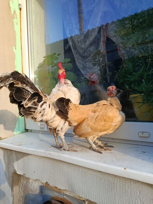 Лилипуты голошейные и обычные  инкубационное яйцо