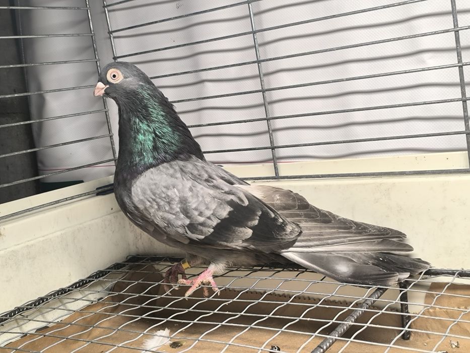 Samiec zamojski bury, kawowy