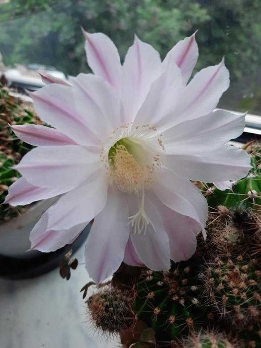 Kaktus który pięknie zakwitnie