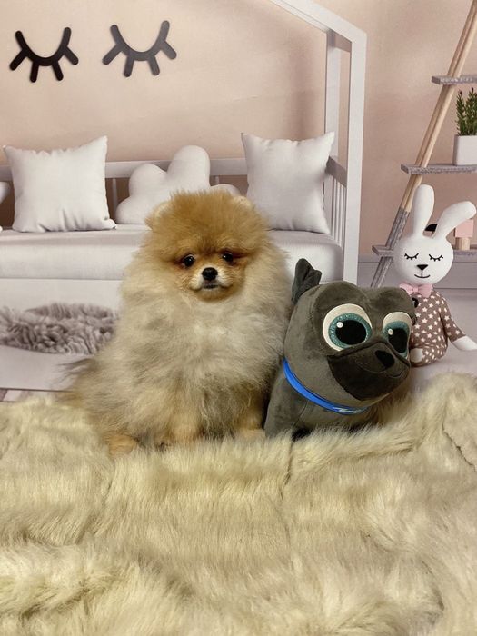 Гарний малюк померанського шпіца