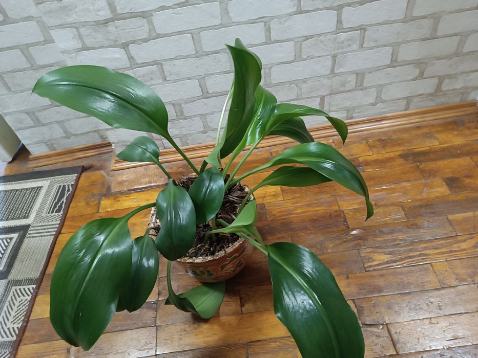 Прекрасні еухаріс, гемантус в подарунок