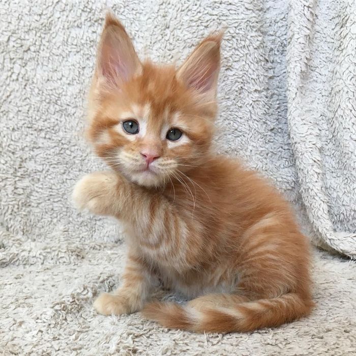 Ваш будующий верный друг: Игровые и ласковые Мейн-куны ждут именно Вас