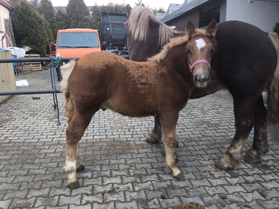 Sprzedam klacz z ogierkiem