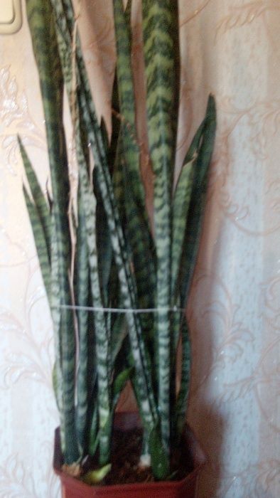 Сансевиерия,китайская роза,лимон,алоэ,кактусы и т.д.