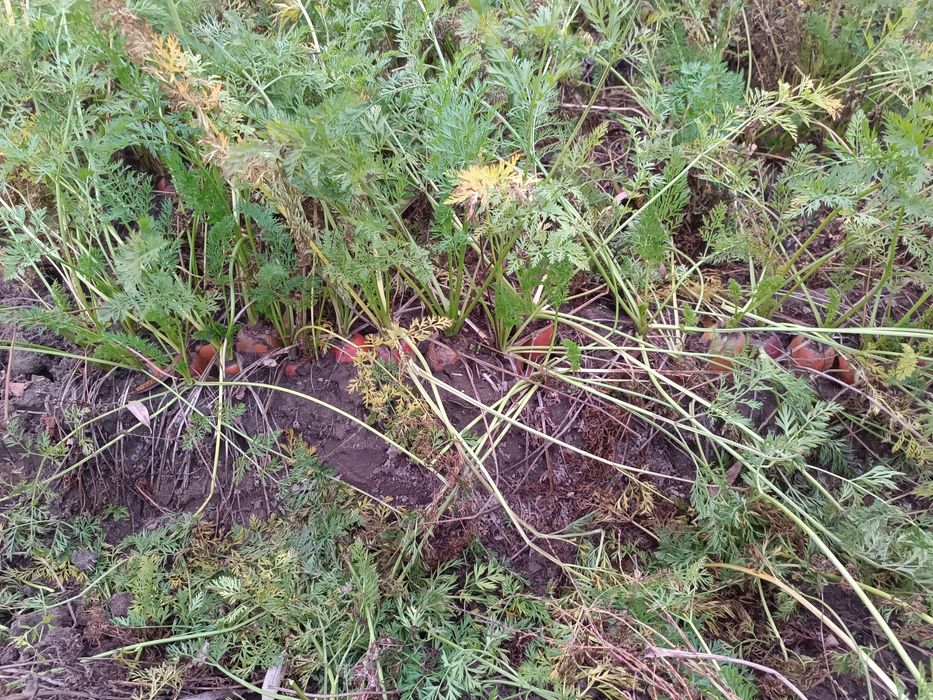 Продам   моркву.