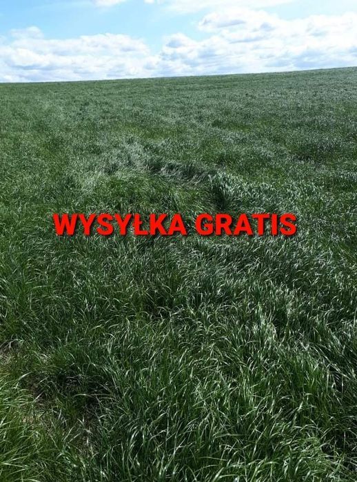 Mieszanka traw Mix Życic  Koniczyna Lucerna kurier