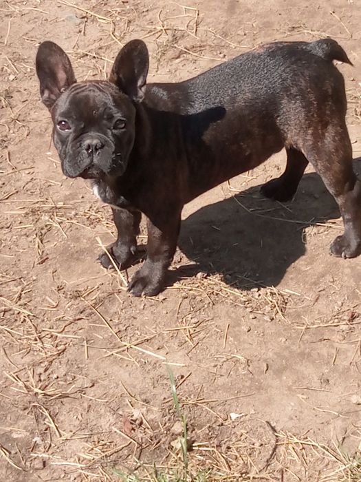 Buldog francuski - suczka