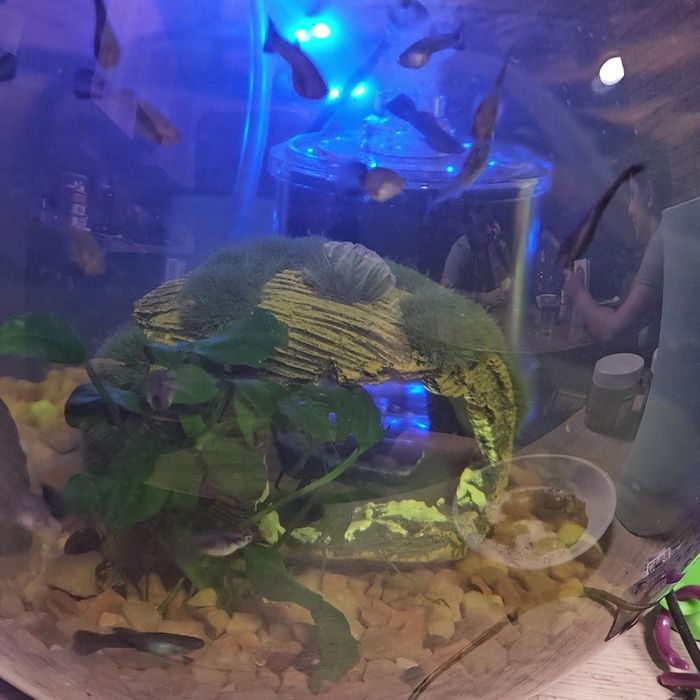 Рибки Гуппі дорослі та місячні