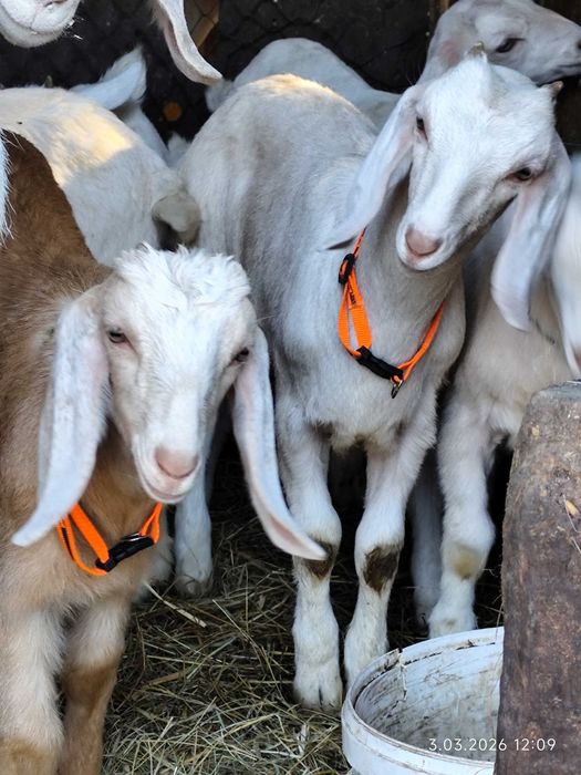 Kózki i koziołki młode