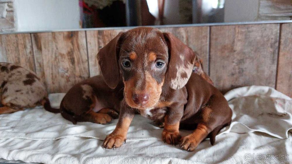 Teckel chocolate merle
