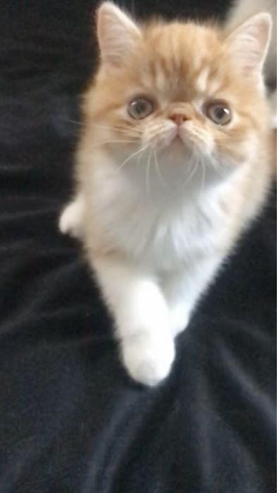 Маленький комочек счастья ,рыжий экзотик