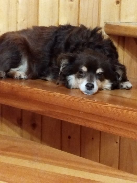 Безкоштовно. Дівчата красуні в гарну родину