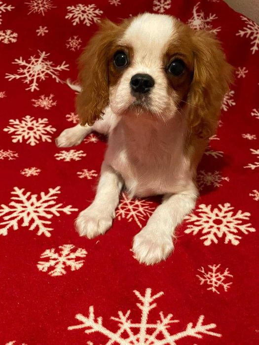 Cavalier King Charles Spaniel*Śliczny piesek