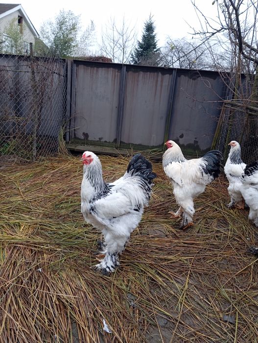Продається сім'я світлої брами