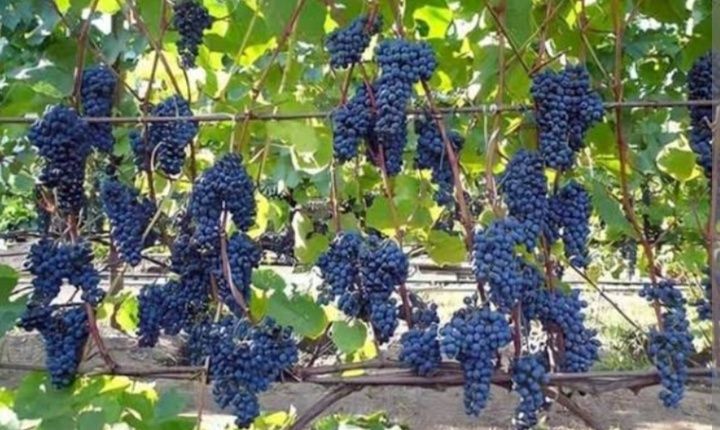 Сдам дом 3 к 70 м Рихтера /Туристская,,6 соток, гараж.Животных можно!