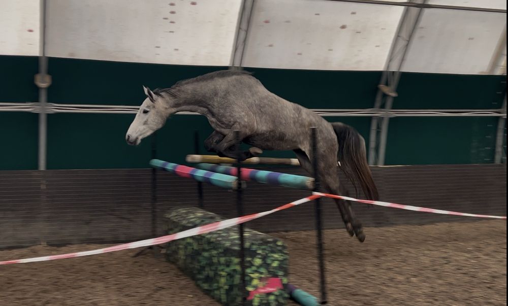 5-letnia startująca klacz ujeżdżenie/skoki CZYSTY TUV