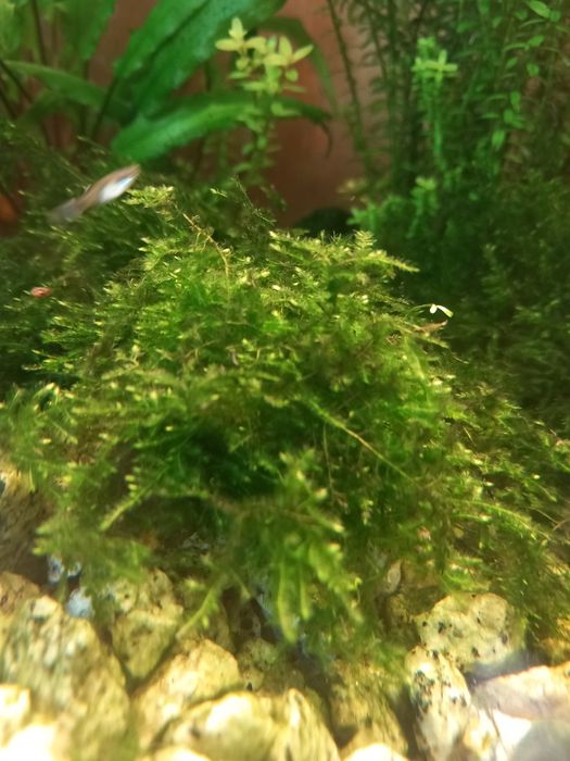 Mech roślinka akwariowa