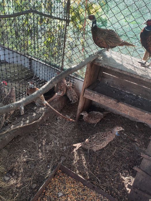 Фазани мисливські...