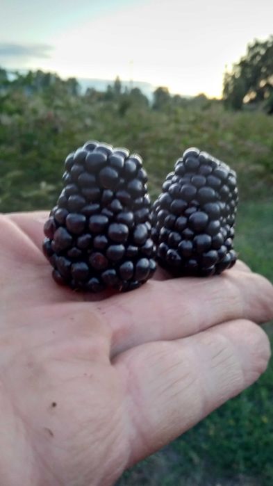 Саджанці рем.ожини