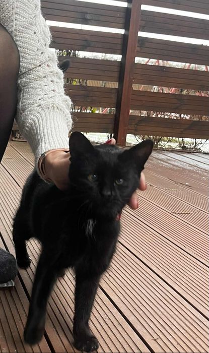 Czarna kotka szuka domu Odbiór osobisty