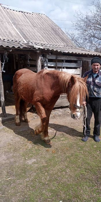 Продам коня з возиком