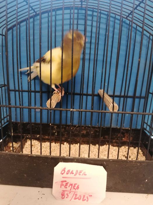 CANÁRIOS (Norwichs e Borders)