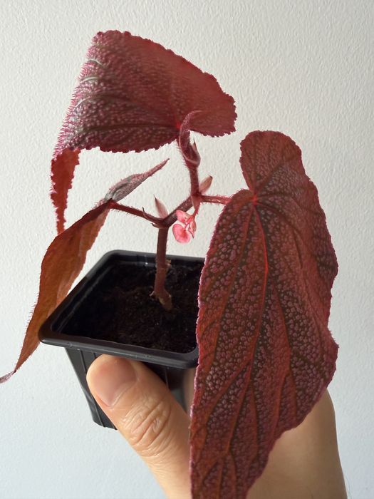 Begonia Maurice Amey