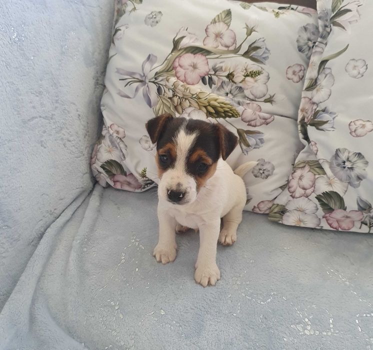Jack russell terrier