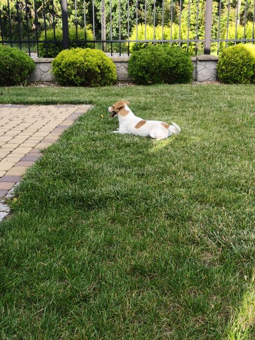 Sunia Jack Russell Terrier